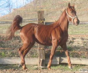 puzzel Ventasso paard van oorsprong uit Italië