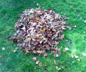 puzzel Verzamelen afgevallen bladeren
