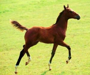 puzzel veulen troting door de prairie