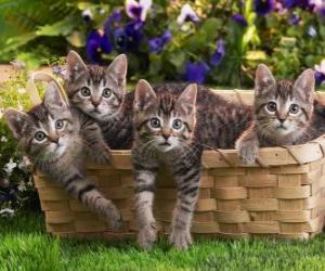 puzzel Vier kittens in een mand
