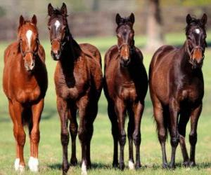 puzzel Vier paarden