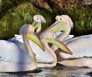 puzzel Vier roze pelikanen