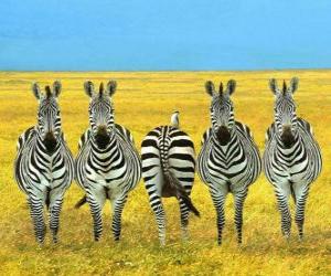 puzzel Vijf Zebra 's