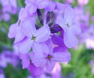 puzzel Viooltjes, een sierplant met bloem gebruikt in tuinen