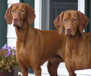 puzzel Vizsla is een hondenras van oorsprong uit Hongarije