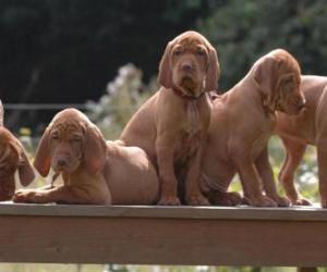 puzzel Vizsla pups