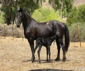 puzzel Vlaamperd paard van oorsprong uit Zuid-Afrika