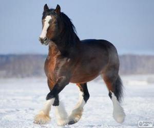 puzzel Vladimir paard van oorsprong uit Rusland