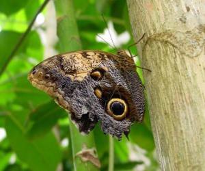 puzzel Vlinder on a log