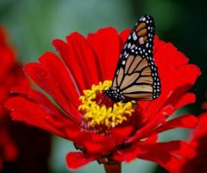 puzzel Vlinder op een bloem