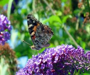 puzzel Vlinder op een bloem