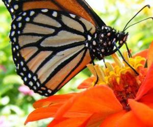 puzzel vlinder op een bloem