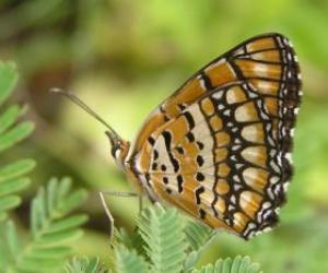 puzzel Vlinder rustend op een plant