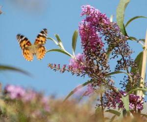 puzzel Vlinder vliegen over bloemen