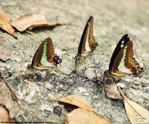 puzzel Vlinders op een boomstam