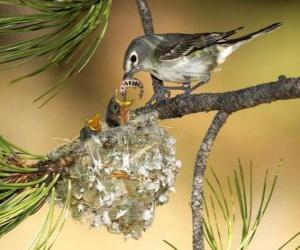 puzzel Vogel met haar kuikens