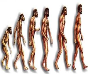 puzzel Volgorde van de menselijke evolutie van Australopithecus Lucy tot de moderne mens passeren onder andere door mannen van Heidelberg, Beijing, Neanderthalers en Cromagnon