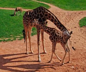 puzzel Volwassen Giraffe en baby giraffe