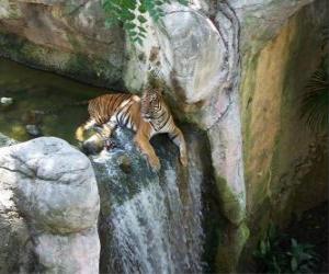 puzzel Volwassen tijger rustend in een kreek