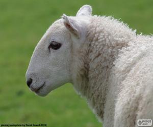 puzzel Volwassen witte schapen