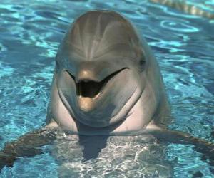 puzzel Vriendelijke dolfijn