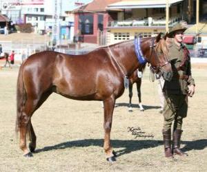 puzzel Waler paard van oorsprong uit Australië