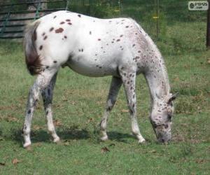 puzzel Walkaloosa paard van oorsprong uit de Verenigde Staten