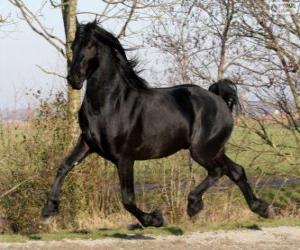 puzzel Warlander paard van oorsprong uit de Verenigde Staten