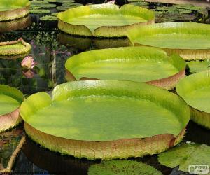 puzzel Water lily