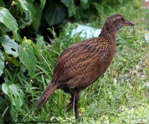 puzzel Weka