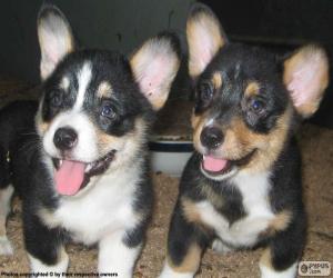 puzzel Welsh corgi Cardigan pups