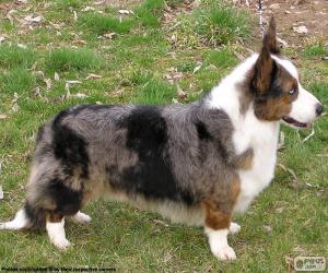 puzzel Welsh Corgi Cardigan