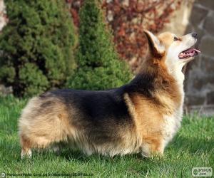 puzzel Welsh Corgi Pembroke