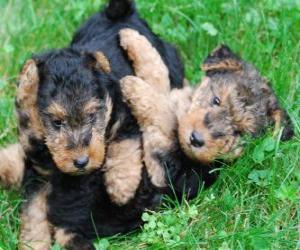 puzzel Welsh terriër puppy