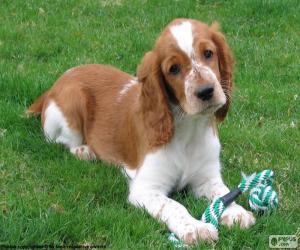 puzzel Welshe springerspaniël pup