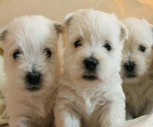 puzzel West Highland white terrier pups