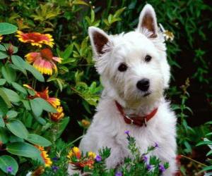 puzzel West Highland White Terrier is een ras van de hond van Schotland bekend om zijn persoonlijkheid en schitterend wit