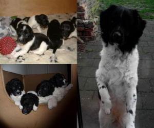 puzzel Wetterhound pups