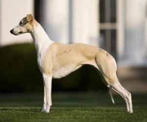 puzzel Whippet hondenras van Britse afkomst, slank en sierlijk