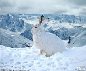 puzzel White Rabbit in de sneeuw