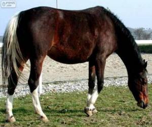 puzzel Wielkopolski paard van oorsprong uit Polen