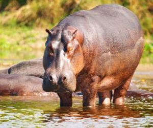 puzzel Wild hippo