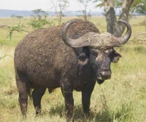 puzzel Wildebeest of GNU, rustig grazend op de savanne