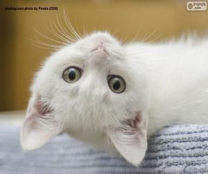 puzzel Wit kattengezicht