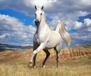 puzzel Wit paard door het platteland