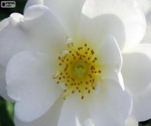 puzzel Witte bloem
