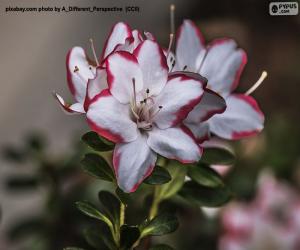 puzzel Witte en rode azaleabloemen