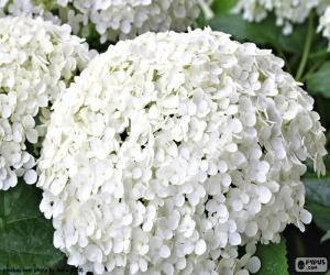 puzzel Witte hortensia bloemen