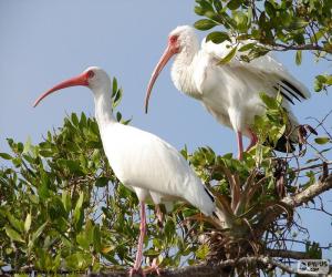 puzzel Witte ibis