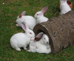 puzzel Witte konijnen Groep